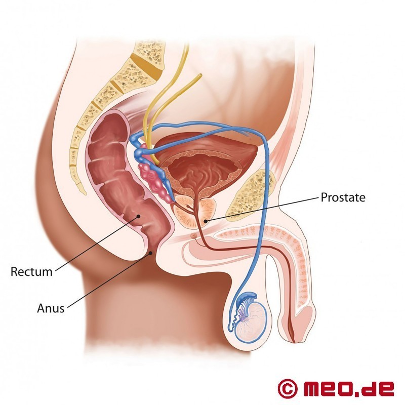 Anal Dildo Diagram - Men prostate orgasm anal vibrator - New porn